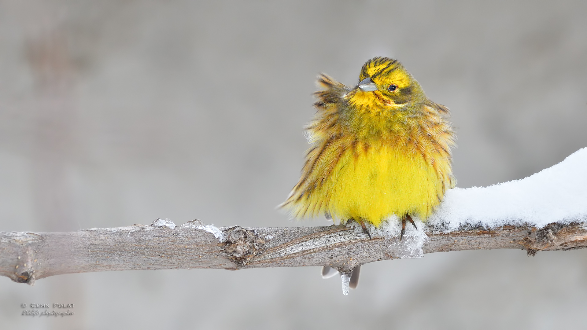 Yellowhammer